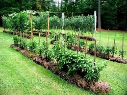 That is totally up to you. Diy Gardening Better Living No Till No Dig Gardening The Secrets Of Straw