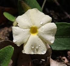 Image result for Ceratotheca integribracteata