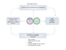 Polyubiquitination Inhibition Of Estrogen Receptor Alpha And