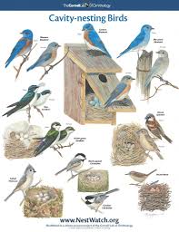 Free Backyard Birds And Hummingbirds Poster Science Bird Poster Backyard Birds Pet Birds