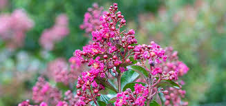 Image result for Lagerstroemia indica