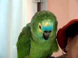 Bird That Sounds Like A Baby Crying Meu Pagagaio Chorando Youtube Chorar