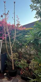 Image result for Synadenium angolense