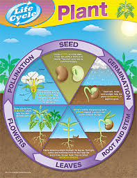 Tcr7714 Plant Life Cycles Chart