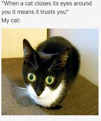Trust Issues Animal Memes Funny Animal Pictures Funny Animal Memes