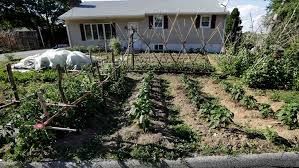 Florida Passes Front Yard Vegetable Garden Bill Wtsp Com