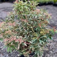 Image result for Pieris