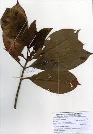 Image result for Psychotria vogeliana