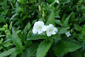 Image result for Asystasia glandulosa