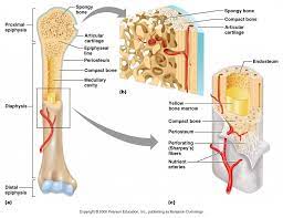 Medical, educational, science poster vector illustration. Anatomy Of Long Bone Diagram A Typical Gross B On Human Bones Anatomy Basic Anatomy And Physiology Human Body Anatomy