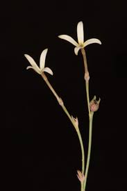 Image result for Kohautia caespitosa