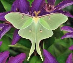 13.6k members in the moths community. 13 Most Common Types Of Moths That Can Be A Pest Home Stratosphere