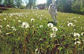 We did not find results for: What Happens When Your Dog Dies Gone Dogs