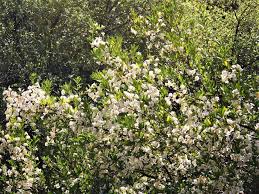 Image result for Rothmannia globosa