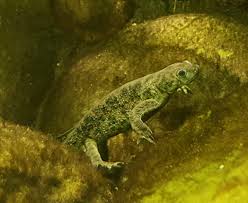 Image result for Swertia pleurogynoides