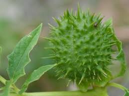 Image result for durman obecný plod