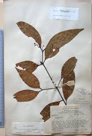 Image result for Abutilon englerianum