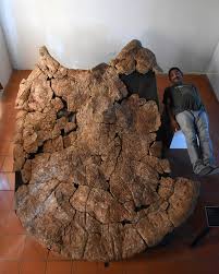 Giant turtle fossil: Car-sized Stupendemys geographicus once roamed the  earth - The Washington Post