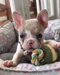 pin auf animal stuff