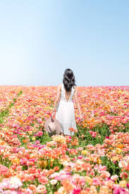 The native species are reliably perennial, and some of the striking (though more difficult to tend) hybrid species can be treated as annuals if necessary. The Flower Fields In Carlsbad Southern California Flower Field Lakes In California California Travel