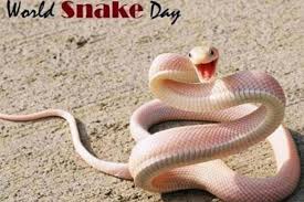 Snake your way through the competition to complete missions, upgrade your skills and destroy other players. World Snake Day 2020 Celebrating One Of The Most Misunderstood Creatures On Earth