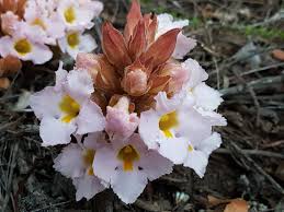 Image result for Harveya alba