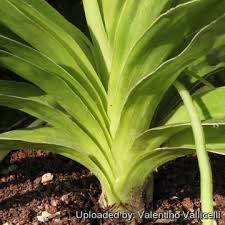 Image result for Hypoxis galpinii