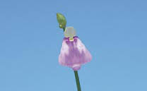 Image result for Utricularia arenaria