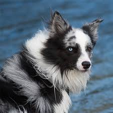 This is the price you can expect to pay for the border collie breed without breeding rights. Border Collie Pdsa
