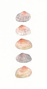 Jul 28, 2018 · there are actually lots of clamshell options out there, including ballard designs' giant clam shell, wisteria's decorative oyster bowl that's available {here}, restoration hardware's 18th c. Watercolor Portfolio On Illustration Served Watercolor Illustration Shell Watercolor Watercolor Ocean