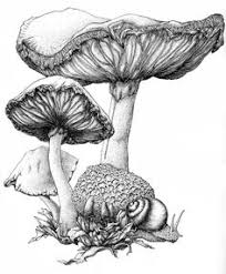 Black And White Mushroom Drawing Mushroom Ink By Bigredsharks On Deviantart Mushroom Art Art Drawings Drawings