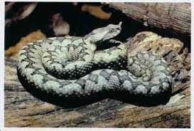 Wilderness Survival Picture Viewer Wilderness Survival Pit Viper Poisonous Snakes