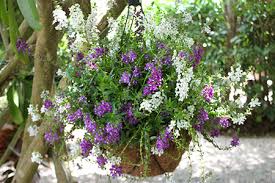 Blooming baskets are specialist trade suppliers of summer and winter hanging baskets, window boxes, outdoor floral containers and flower displays. Hanging Baskets For Summer Costa Farms