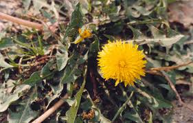 Image result for Taraxacum