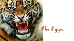 voice over tyger, tyger, burning bright, in the forests of the night what immortal hand or eye, could frame thy fearful. The Tyger The Tyger By William Blake Tyger Tyger Burning Bright In The Forests Of The Night What Immortal Hand Or Eye Could Frame Thy Fearful Symmetry Ppt Download