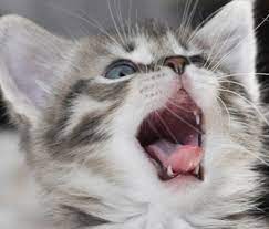 Just like humans, kittens teeth when they're younger. Kitten Teething What You Need To Know