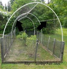 Bird Netting For Blueberries Protecting Blueberries From The Birds Blueberry Gardening Blueberry Plant Plant Protection