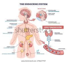 Image result for Endocrine Anatomy