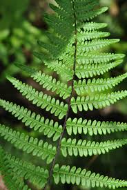 Image result for Pityrogramma