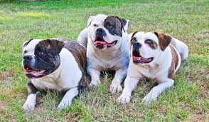 American Bulldog Vs Pitbull In 2020 American Bulldog Bulldog Puppies Dog Breeds