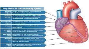 Figure Showing The Conducting System Of The Heart And The Movement Of Electrical Impulses Through It Cardiac Muscle Cell Stimulation School Organization