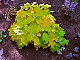 We did not find results for: Little Honey Oakleaf Hydrangea Just Planted The Color Is Wonderful But That S Not All It Does Oakleaf Hydrangea Plants Garden Design