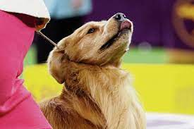 Competitors at the 2020 westminster dog show. Golden Retriever Daniel From Ligonier Twp Captures Hearts At Westminster Dog Show Triblive Com