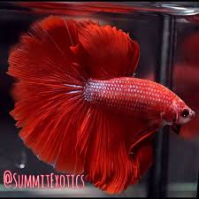 Fancy Full Red Male Hm Halfmoon Betta Live Fish Ships From Us Betta Fish Ideas Of Betta Fish Bettafish Fancy Full Red In 2020 Betta Fish Halfmoon Betta Betta