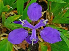 Japanese iris form a vital component of the cctv cameras and thus need to be well taken care of for the enhanced performance of the cameras. Iris Tectorum Roof Iris Wall Iris Japanese Roof White Root Iris Pfaf Plant Database