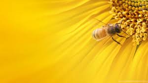 ✓ free for commercial use ✓ high quality images. Honey Bee In Yellow Sunflower Wallpapers Desktop Background