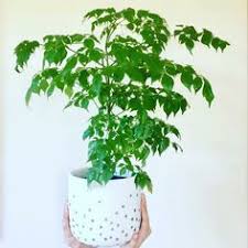 It's a fairly compact plant that has became very. 52 Plants Ideas In 2021 Plants House Plants Planting Flowers