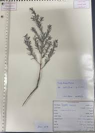 Image result for Suaeda monoica