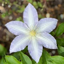 Image result for Clematis costata