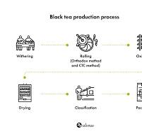 Black tea production process | Alveus
